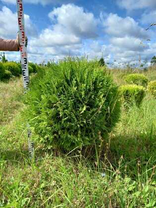 Туя западная Корник (Thuja occidentalis 'Kornik') (шар)