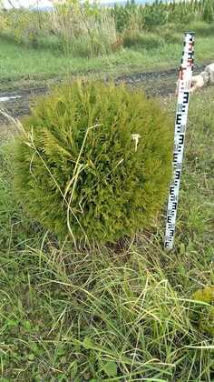 Туя западная Столвик (Thuja occidentalis 'Stolwijk') (шар)
