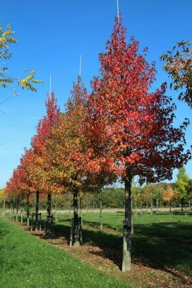 Ликвидамбар Гам Болл (Liquidambar styraciflua 'Gum Ball')