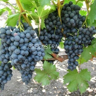 Виноград Блэк Эмеральд Сидлис (Vitis 'Black Emerald Seedless')