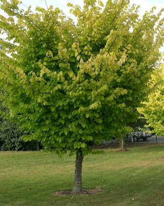 Вяз Вада (Ulmus 'Vada')