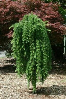 Лиственница европейская Джулианс Випер (Larix decidua 'Julian's Weeper')