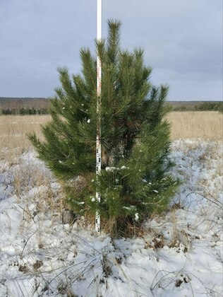 Сосна крымская (Pinus nigra subsp. pallasiana) EXTRA