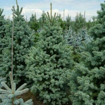 Ель колючая Ретрофлекса (Picea pungens 'Retroflexa')