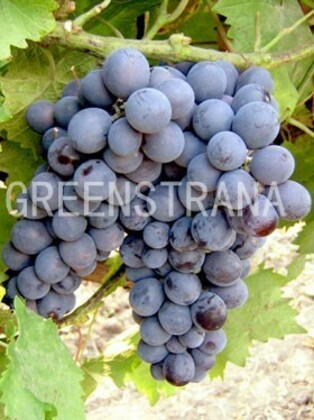 Виноград Муромец (Vitis 'Muromec')