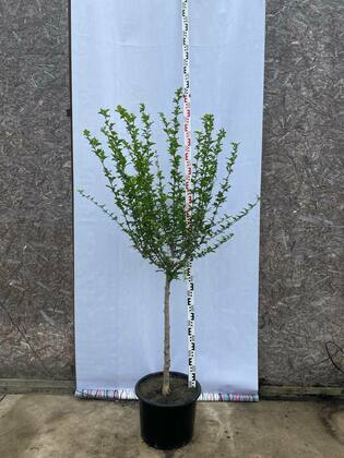 Гибискус сирийский (Hibiscus syriacus)