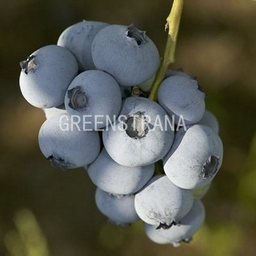 Голубика Блюкроп (Vaccinium corymbosum 'Bluecrop')