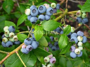 Голубика Патриот (Vaccinium corymbosum 'Patriot')