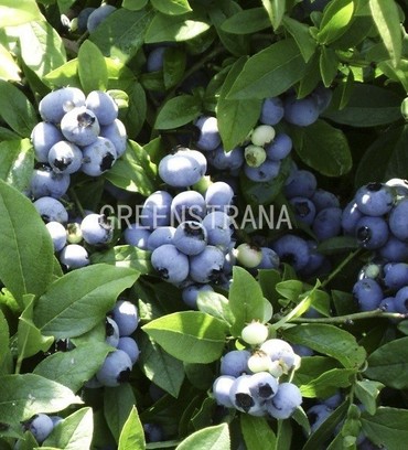 Голубика Пионер (Vaccinium corymbosum 'Pioneer')