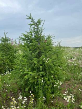 Псевдотсуга (Pseudotsuga menziesii) формированная