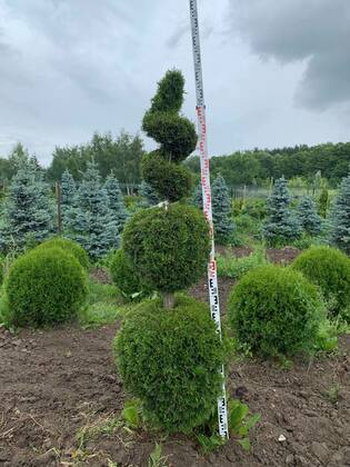 Туя западная Снеговик (Thuja occidentalis 'Snegovik')