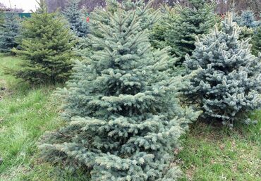 Ель колючая Глаука (Picea pungens 'Glauca') (стрижка)