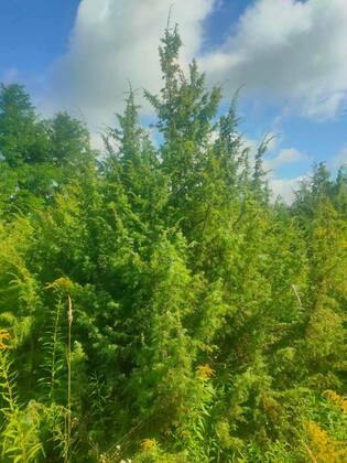 Можжевельник обыкновенный (Juniperus communis)