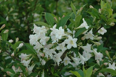 Вейгела цветущая Альба (Weigela florida 'Alba')
