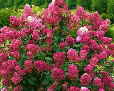 Гортензия метельчатая Прим Ред (Hydrangea paniculata 'Prim Red')
