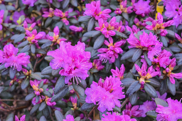 Рододендрон гибридный даурский (Rhododendron 'Dauricum Hybrid')