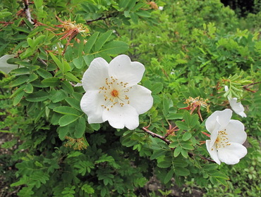 Роза Максимовича (Rosa maximowicziana)