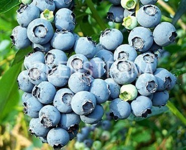 Голубика Дарроу (Vaccinium corymbosum 'Darrow')