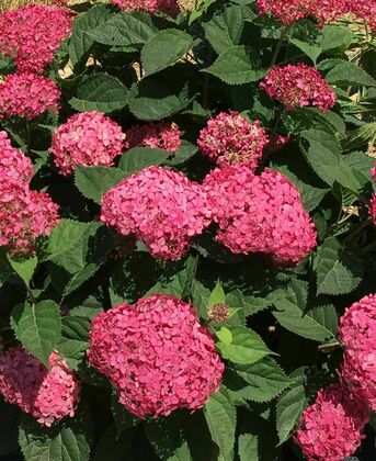 Гортензия древовидная Руби Анабель (Hydrangea arborescens 'Ruby Annabelle')