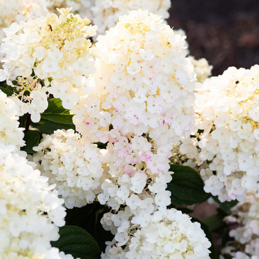 Гортензия метельчатая Литтл Блоссом (Hydrangea paniculata 'Little Blossom')