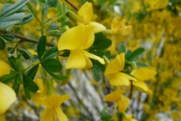 Карагана уссурийская (Caragana ussuriensis)