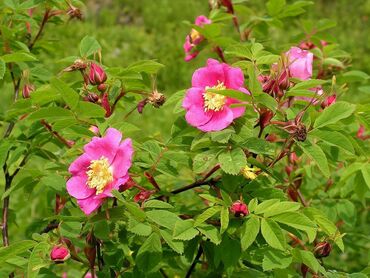 Роза даурская (Rosa davurica)