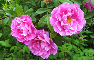 Роза канадская Тереза Бунье (Rosa 'Therese Bugnet')