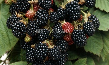 Ежевика Блэк Сатин (Rubus fruticosus 'Black Satin')
