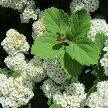 Спирея березолистная Айленд (Spiraea betulifolia 'Island')