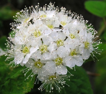 Спирея уссурийская (Spiraea ussuriensis)