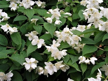 Чубушник тонколистный (Philadelphus tenuifolius)