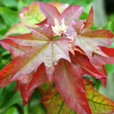 Клен колхидский Рубрум (Acer cappadocicum 'Rubrum')