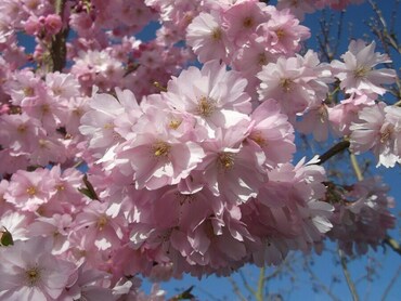 Вишня (сакура) Акколаде (Prunus 'Accolade')