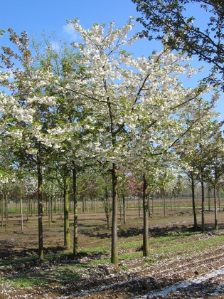 Вишня (сакура) мелкопильчатая Широтаэ (Prunus serrulata 'Shirotae')