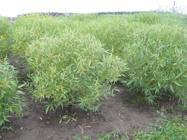 Ива ломкая (Salix fragilis)