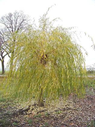 Ива золотистоволосистая Хризокома (Salix × sepulcralis 'Chrysocoma')