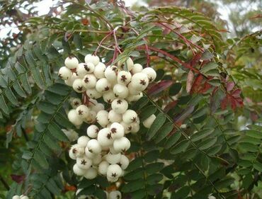 Рябина Арнольда Вайт Вакс (Sorbus × arnoldiana 'White Wax')