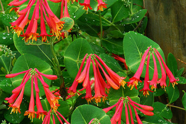 Жимолость Брауна Дропмор Скарлет (Lonicera × brownii 'Dropmore Scarlet')