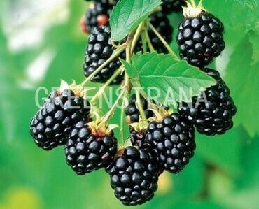 Ежевика Лох Несс (Rubus fruticosus 'Loch Ness')