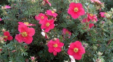 Лапчатка кустарниковая Дэнни Бой (Dasiphora fruticosa 'Danny Boy')