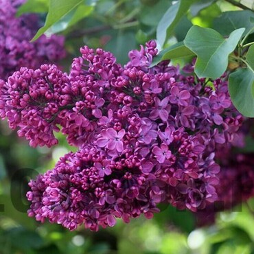 Сирень обыкновенная Минчанка (Syringa vulgaris 'Minchanka')