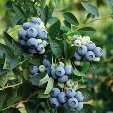 Голубика Денис Блю (Vaccinium corymbosum 'Denis Blue')