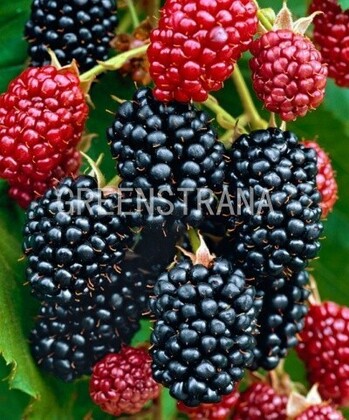 Ежевика Торнфри (Rubus fruticosus 'Thornfree')