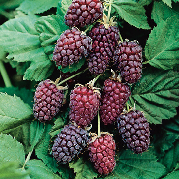 Ежемалина Логанберри (Rubus × loganobaccus 'Loganberry')