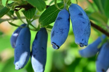 Жимолость Княгиня (Lonicera caerulea 'Knyaginya')
