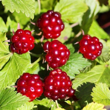 Княженика Анна (Rubus arcticus 'Anna')