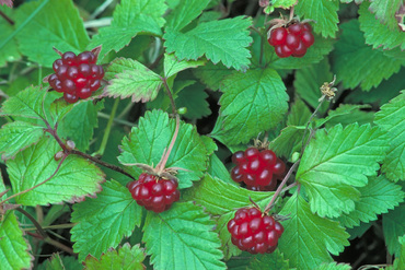 Княженика Аура (Rubus arcticus 'Aura')