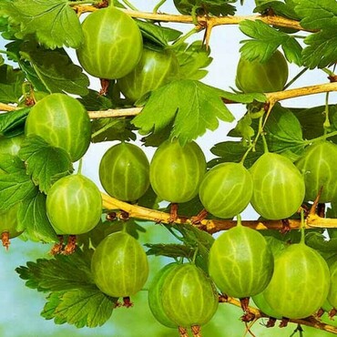 Крыжовник Бесшипый 2 (Ribes uva-crispa 'Besshipyj 2')