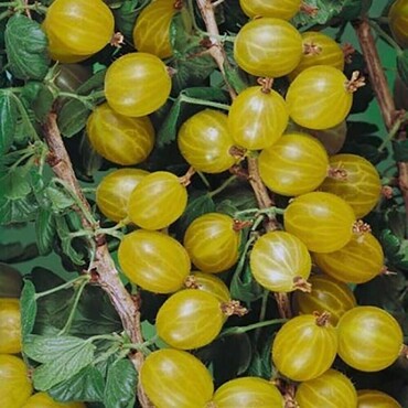 Крыжовник Русский желтый (Ribes uva-crispa 'Russkij Zheltyj')