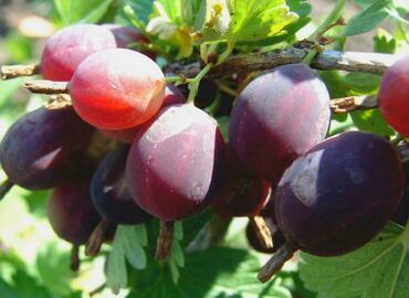 Крыжовник Финик (Ribes uva-crispa 'Finik')